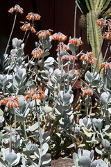 Sydney Australia, cotyledon orbiculata or pig's ear plant with  stems of orange flowers 