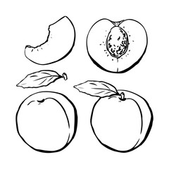 Set of hand drawn peach on white background. Whole and sliced peaches with leaves in hand drawn style.