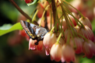 蝶とサラサドウダンの花