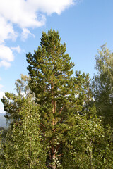 Beautiful trees on the territory of the Altai Mountains Russia summer