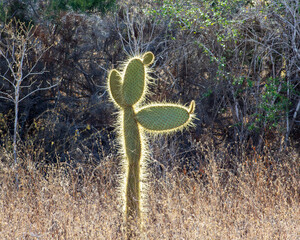 Cactus in the sun