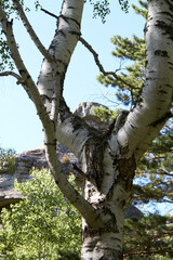 Fototapeta premium Beautiful trees on the territory of the Altai Mountains Russia summer