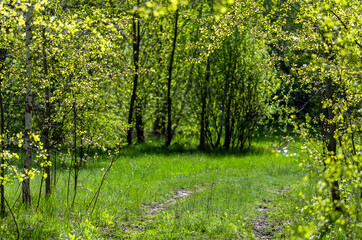 Dirt road in the spring forest. Sunny day in the forest. Green spring foliage. Nature background.