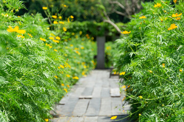 selective focus of yellow cosmos garden line along with blurry old wooden walk path to doorway to someplace