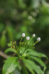 White Calotropis gigantea (the crown flower)