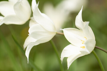 white blossoming tulips with pointed petals