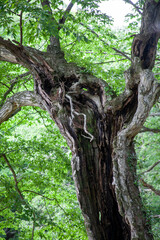 
Beautiful pine forest road in Korea
