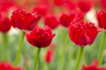 Obraz premium red unusual tulips with fringed petals growing in the field