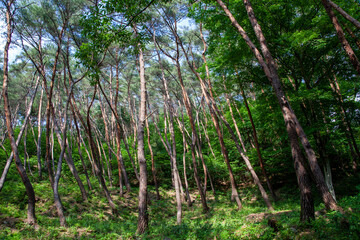 Fototapeta premium Beautiful pine forest road in Korea