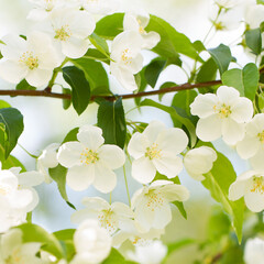 delicate white flowers on a branch of an apple tree, background
