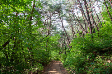 Obraz premium Beautiful pine forest road in Korea