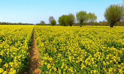 Fototapeta na wymiar Field of bright yellow flowering rapeseed, Brassica napus, in spring. 