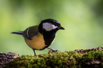 The great tit (Parus major) is a species of passerine bird. It measures about 14 cm, and has a black band (wider in males) along its yellow chest. The neck and head are black, with white cheeks.