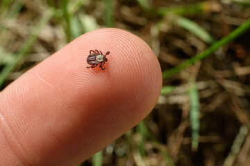 A mite on a finger on the green background. The danger of blood-sucking insects in the spring