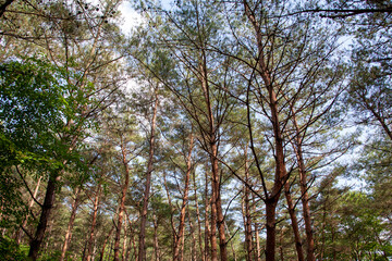 Obraz premium Beautiful pine forest road in Korea