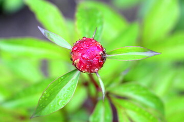 Peony bud. The flower is young. Natural fresh peony in the garden under rain dew.
