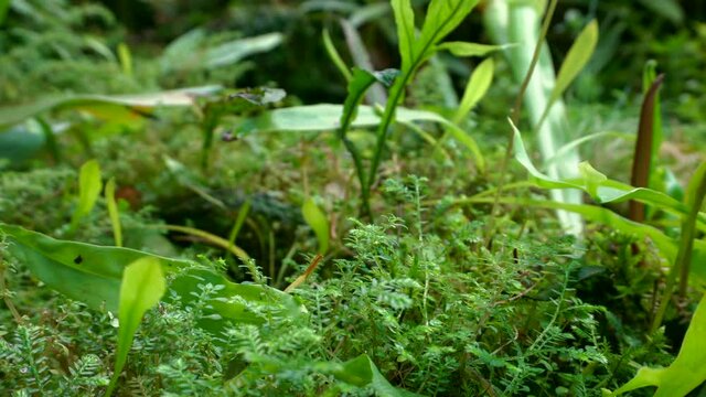 Tropical plants, moss and herbs in the jungle. Macro video of vegetation soil land in tropical rainforest.