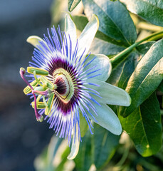 Passiflora edulis