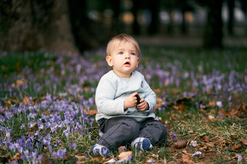 Surprised child, opening his mouth, sits on a meadow among blooming crocuses and green grass, holding a fir cone in his hands