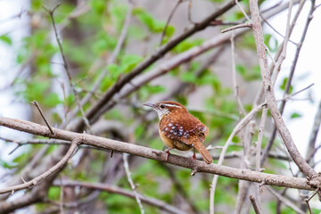bird wren