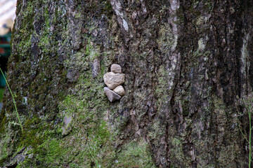 Landscape with tree trunks and plants
