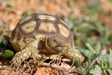 African Sulcata Tortoise Natural Habitat,Close up African spurred tortoise resting in the garden, Slow life ,Africa spurred tortoise sunbathe on ground with his protective shell ,Beautiful Tortoise
