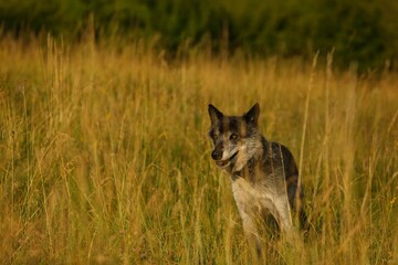 The northwestern wolf (Canis lupus occidentalis) staying alone in the grassland.