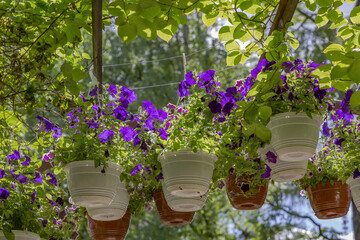 Fototapeta na wymiar Ornamental flowerpot hanging in the backyard on a sunny summer day