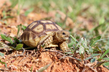 Naklejka na ściany i meble African Sulcata Tortoise Natural Habitat,Close up African spurred tortoise resting in the garden, Slow life ,Africa spurred tortoise sunbathe on ground with his protective shell ,Beautiful Tortoise 