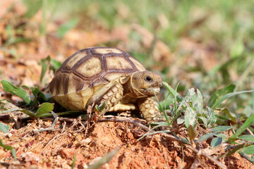 African Sulcata Tortoise Natural Habitat,Close up African spurred tortoise resting in the garden, Slow life ,Africa spurred tortoise sunbathe on ground with his protective shell ,Beautiful Tortoise
