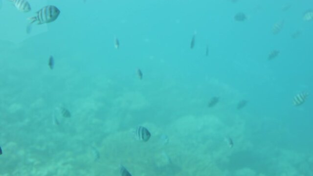 Shoal group of tiny small tropical fish under water in aquarium. Sea ocean marine wildlife animals swimming in blue water. Underwater life. Water nature fauna background wallpaper.