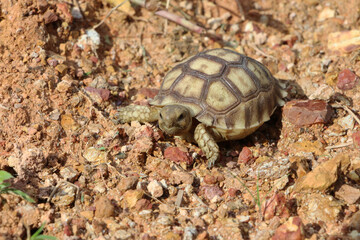 African Sulcata Tortoise Natural Habitat,Close up African spurred tortoise resting in the garden, Slow life ,Africa spurred tortoise sunbathe on ground with his protective shell ,Beautiful Tortoise
