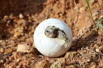 Africa spurred tortoise being born, Tortoise Hatching from Egg, Cute portrait of baby tortoise hatching, Birth of new life,Natural Habitat
