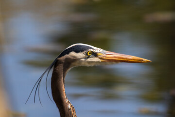 great blue heron