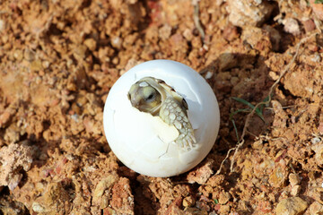 Africa spurred tortoise being born, Tortoise Hatching from Egg, Cute portrait of baby tortoise hatching, Birth of new life,Natural Habitat