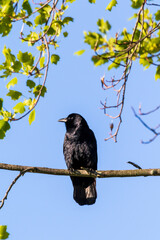 blackbird on a branch