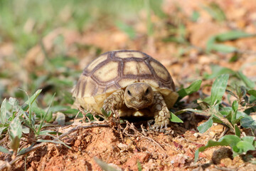 African Sulcata Tortoise Natural Habitat,Close up African spurred tortoise resting in the garden, Slow life ,Africa spurred tortoise sunbathe on ground with his protective shell ,Beautiful Tortoise

