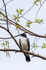 bird on tree