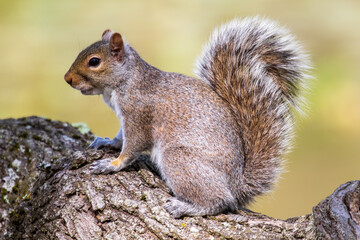 squirrel on a tree