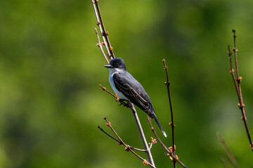 king bird