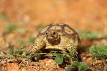 African Sulcata Tortoise Natural Habitat,Close up African spurred tortoise resting in the garden, Slow life ,Africa spurred tortoise sunbathe on ground with his protective shell ,Beautiful Tortoise
