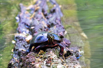 turtle