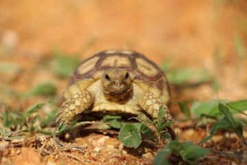 African Sulcata Tortoise Natural Habitat,Close up African spurred tortoise resting in the garden, Slow life ,Africa spurred tortoise sunbathe on ground with his protective shell ,Beautiful Tortoise
