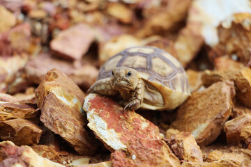 African Sulcata Tortoise Natural Habitat,Close up African spurred tortoise resting in the garden, Slow life ,Africa spurred tortoise sunbathe on ground with his protective shell ,Beautiful Tortoise

