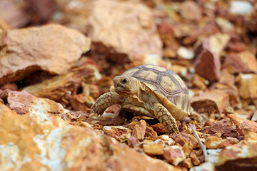African Sulcata Tortoise Natural Habitat,Close up African spurred tortoise resting in the garden, Slow life ,Africa spurred tortoise sunbathe on ground with his protective shell ,Beautiful Tortoise
