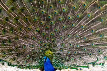 Obraz premium peacock with feathers