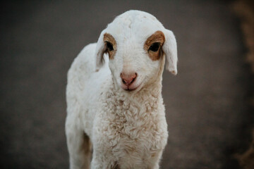 Close Up of Cute White indian Sheep
