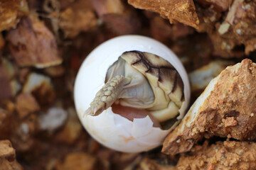 Africa spurred tortoise being born, Tortoise Hatching from Egg, Cute portrait of baby tortoise hatching, Birth of new life,Natural Habitat