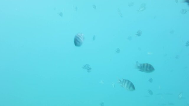 Shoal group of tiny small tropical fish under water in aquarium. Sea ocean marine wildlife animals swimming in blue water. Underwater life. Water nature fauna background wallpaper.