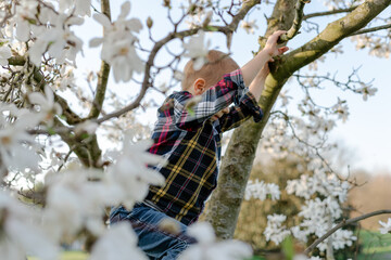 Boy jumping from blooming magnolia tree.